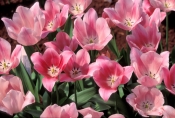 tesselars-tulip-farm;tesselars-tulip-festival;tulips;tulip;pink-tulip;the-dandenongs;dandenongs;vict